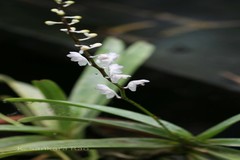 Aerides ringens